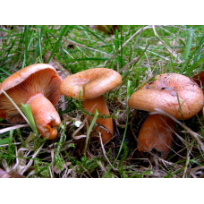 Мицелий Рыжика елового / Еловик (Lactarius deterrimus) Мицелий Рыжика елового / Еловик (Lactarius deterrimus)
